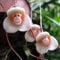 TOYHEART 100Pcs/200Pcs Premium Blumensamen, Blumensamen Seltene Neuartige Form Vielseitig Auffällige Hauspflanzensamen Für Den Garten 200 Stück