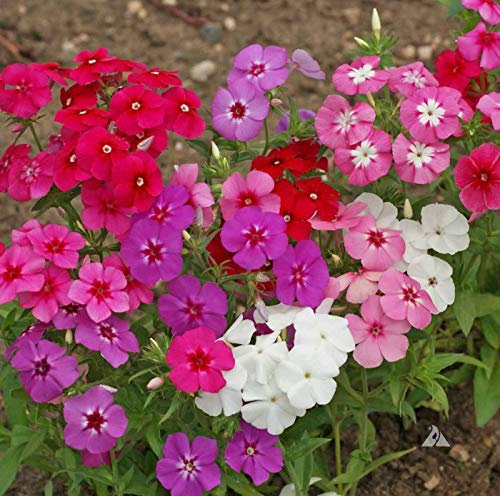 Phlox Dwarf Beauty Mixed, x100 Seeds, Summer Bedding Plants