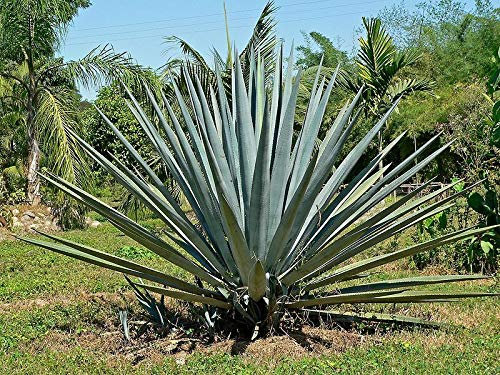 Portal Cool 10 semi - Blue Agave - (Agave Tequilana) - Tequila Agave/Agave Azul