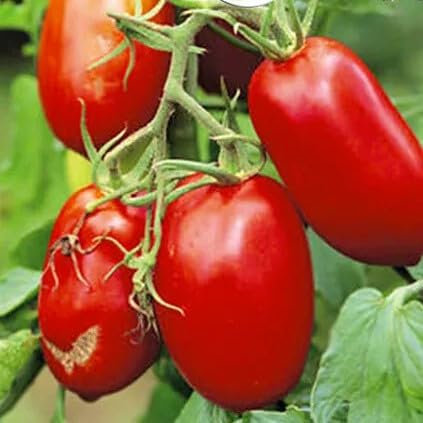 Tomato Roma vf - 100 Seeds + Plant tag + Freebie