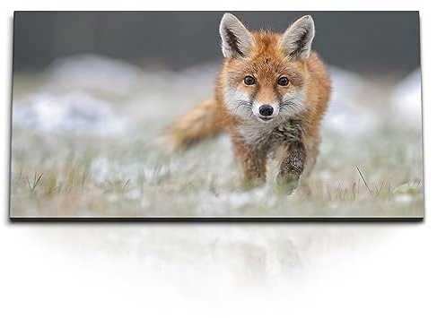Paul Sinus Kunstdruck Bilder 120x60cm Kleiner Fuchs Tierfotografie Natur Rotfuchs