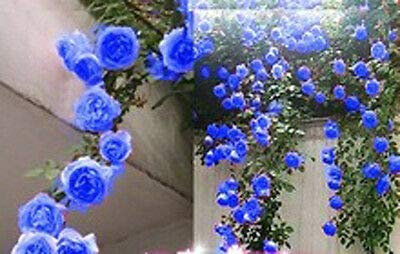 50 semi/pack rari blu rose rampicanti semi, belle piante rampicanti