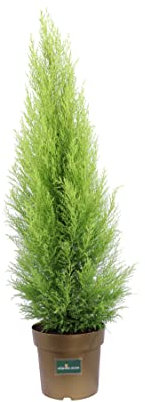 Pianta di Cipresso Cupressus Goldcrest diverse grandezze pianta ornamentale da esterno albero di Cipresso in vaso conifera vera venduta da eGarden.store (vaso 24 cm)