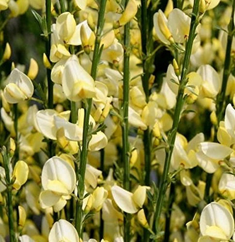 Elfenbein Ginster Warminster 60-80cm - Cytisus praecox