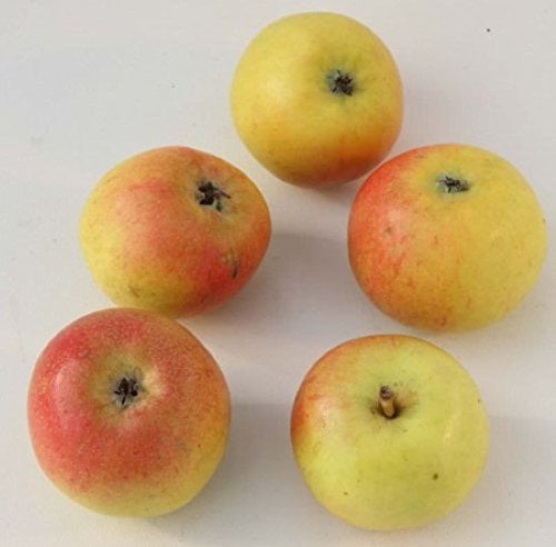 Apfelbaum Martini 60-80cm - feinwürzig und edel