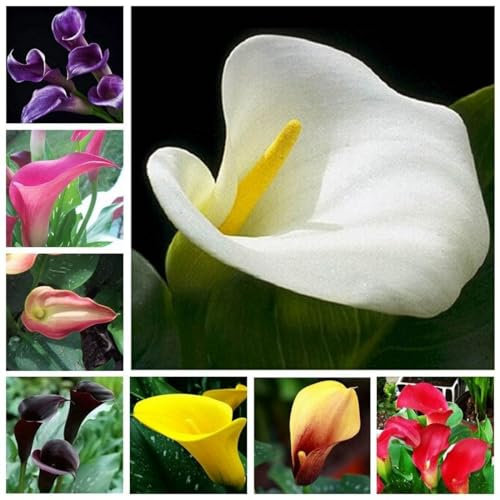 Calla Lily Zwiebeln Calla winterhart mehrjährig Calla zwiebeln winterhart mehrjährig Calla lily plant Calla lily plants live