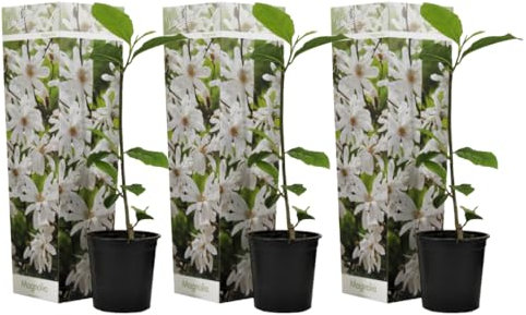 Plant in a Box - Magnolia Stellata - 3er Set - Breitwüchsiger Strauch/kleiner Baum Winterhart - Weiße Blüten - Topf 9cm - Höhe 25-40cm
