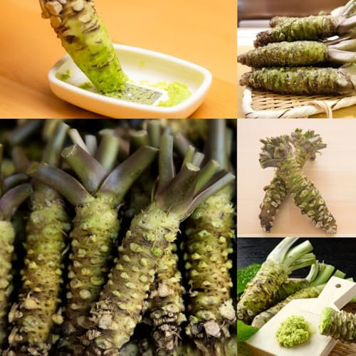 200 pcs Wasabi Pflanze Samen heilkräuter, plants Eutrema wasabi gemüsebeet, balkon pflanze gemüsesamen & -pflanzen kräutergarten, hochbeet balkongemüse, gartensamen stauden winterhart