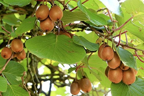 Kiwi Solissimo 'Renact' (Autofertile) C 6 Litres
