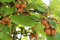 Kiwi Solissimo 'Renact' (Autofertile) C 6 Litres