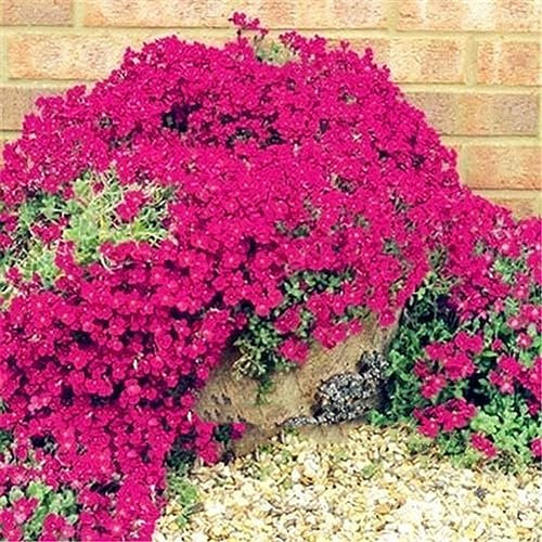 PERZOE 500 Piezas de Plantas de Flores perennes de Cubierta de Suelo de jardín, Semillas de Berro de Roca de decoración Semillas de Berro de Roca