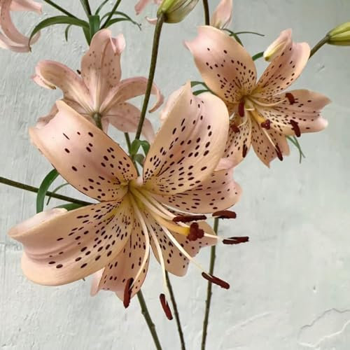 8 unidades de lirios para comprar cebollas - Lilium brownii - plantas en macetas resistentes al invierno, regalos sostenibles para mujeres, lirios gigantes, lirios de árboles, resistentes al invierno,