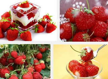 500 recién cortadas Semillas blancas de la fresa jugosa Alpine perennes Frutas semillas VC Cuidado sencillo ``