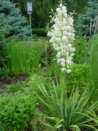 YUCCA filamentosa ADAMS AGO 20 + semi perenni