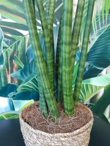 Sansevieria trifasciata Straight 35-40 cm im Korbübertopf - Zimmerpflanze - sehr pflegeleicht - bessere Raumluft
