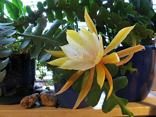 Epiphyllum Angulier - Zig Zag Cactus - 25 seeds : Seeds Only