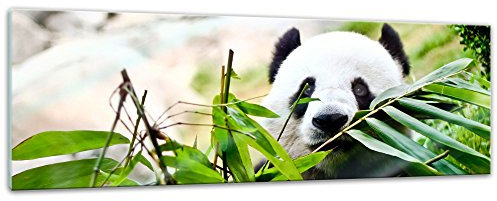 Bilderdepot24 Glasbild - Pandabär - 120 x 40 cm - Deko Glas - Wandbild aus Glas - Bild auf Glas - moderne Glasbilder - Glasfoto - Echtglas - kein Acryl - Handmade
