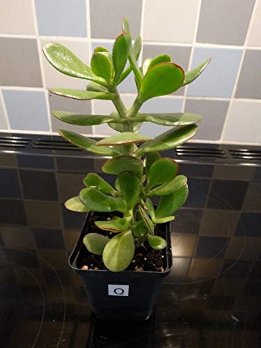 Portal Cool Ältere Jade Pflanze Geld Tree House Geldbaum ca. 25 cm hoch Good Luck