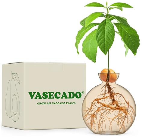 Vasecado Avocado Seed vase for Avocados (Avocado Champagne)