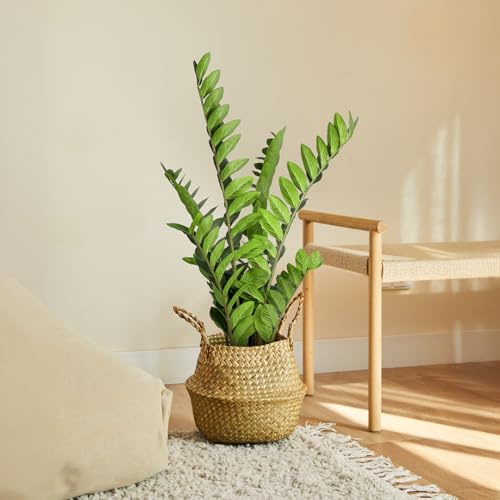 BLAINE - Planta Artificial Zamioculca 90 cm | Aspecto Hiperrealista para Decoración de Habitación, Interiores y Oficinas Que No Necesita Mantenimiento