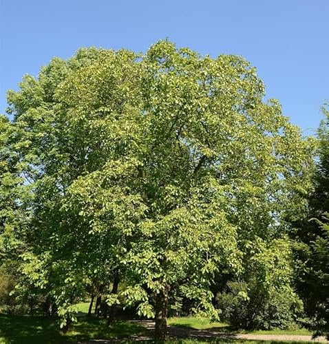 Walnuss Broadview 125-150cm - Juglans regia
