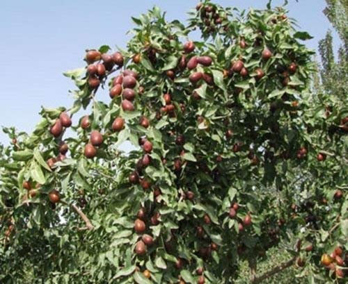 Ziziphus Jujuba Jujube Tree Seeds!: Only seeds