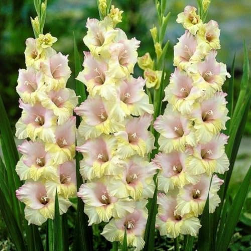 Gladiolenzwiebeln, Regenbogenfarben, Gartenzwiebeln, Gladiolen, Viele Blumen, Balkon, Orchideen, KäLtebestäNdig, FrüHblüHend, Topfpflanzen, Geheimnisvolle Zauberzwiebeln-3zwiebeln-A