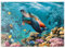 MyPuzzle Unterwasserwelt mit Schildkröte und Korallen - Premium 500 Teile Puzzle - MyPuzzle Sonderkollektion von Puzzle Galaxy