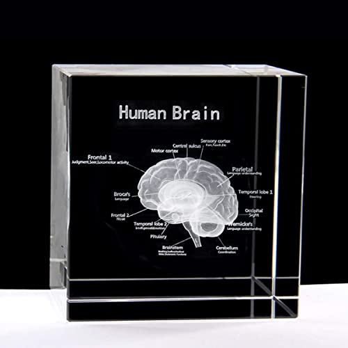 XINDAM 3D-Statue, menschliches Gehirn mit Etiketten, anatomisches Modell, Briefbeschwerer, lasergeätzt, in Kristallglas, Würfel, wissenschaftliches Geschenk (ohne LED-Basis) (5,8 x 5,8 x 5,8 cm)