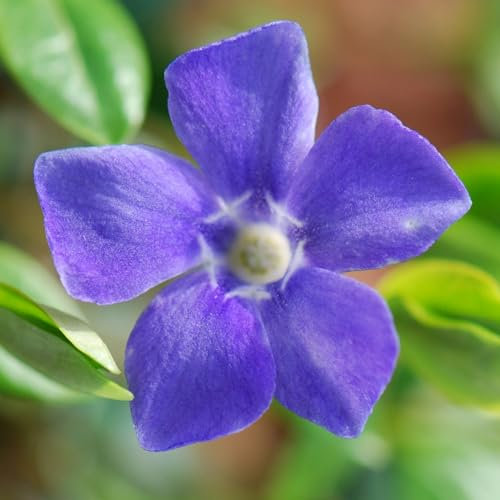 Plant Theory Greater Periwinkle Vinca Major Shrub Plant 2L Pot