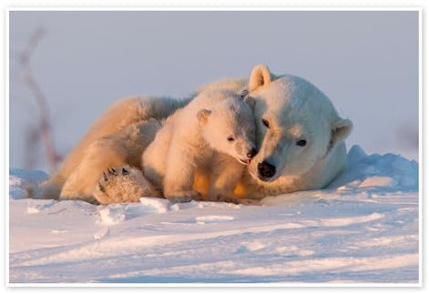 Eisbären im Wapusk Nationalpark Poster von David Jenkins 30 x 20 cm Wandbilder Wanddeko