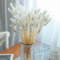 FANNAS Pampasgras Trockenblumen Deko, 60 Stück Hasenschwänze Pampasgras Getrocknet Trockenblumen,Natürliche Pampas Gras Trockenblumen für Blumen Arrangements Heim Decor Hochzeit (Weiß)