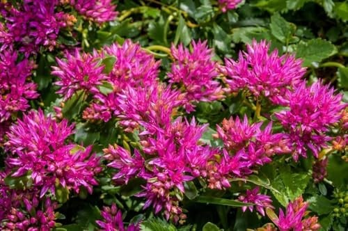 Sedum Spurium 'Summer Glory', Fetthenne, Mauerpfeffer -winterhart