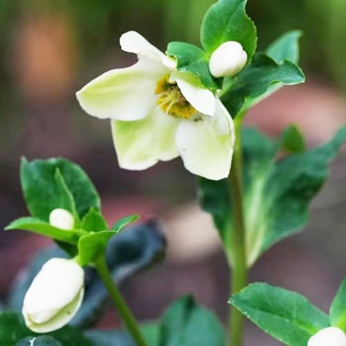 Semi di rose di Natale - giardino interno Le rose di Natale sono resistenti, resistenti per giardino, Balcone