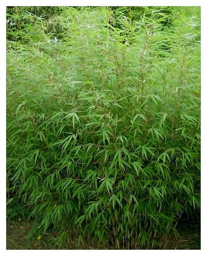10 x Fargesia murielae 'Rufa' im C2 Topf (Bambus/Bamboo/Winterhart/Ziergras/Mehrjährig) Heckenbambus - Pflegeleicht, winterhart und wunderbar dicht - macht keine Wurzelausläufer - von Stauden Gänge