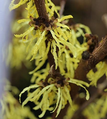 Zaubernuß Yamina 30-40cm - Hamamelis intermedia