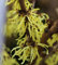 Zaubernuß Yamina 30-40cm - Hamamelis intermedia