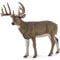 CollectA Wildtiere Weißwedelhirsch 11 cm