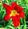 Shopmeeko 20 STÃœCKE Taglilie Blumen pflanze Seltene Farbe Hybrid Hemerocallis Neue Taglilie Chinesische kräuterpflanze Mehrjährige Essbare: 6