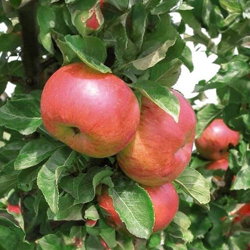 Kölle Bio Säulenapfel 'Sonate'Ⓢ, Unterlage MM 111, Topf 10 Liter