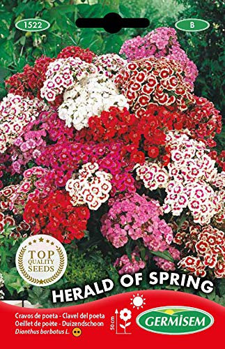 Germisem Herald of Spring Semillas de Clavos de Olor 1 g (EC1522)
