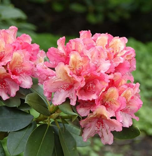 INKARHO - Rhododendron Lullaby 25-30cm - Rhododendron yakushimanum