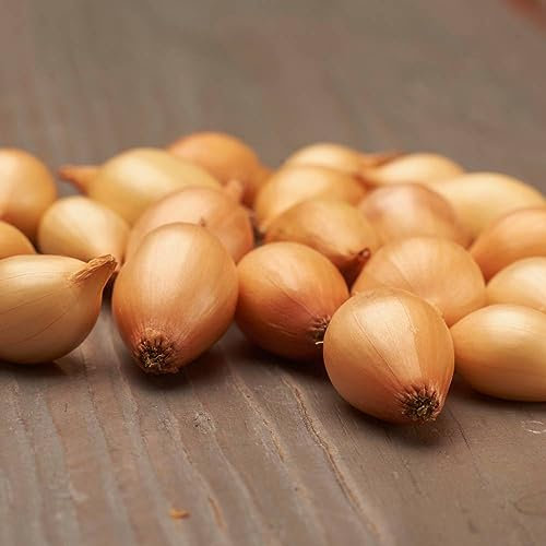 Steckzwiebeln Sturon (500 gr) - Frühlingszwiebeln Winterhart - Hoher Qualität aus Holland (kein Samen) - Mild scharfe Gemüsezwiebel - Steckzwiebel größe 14-21 mm