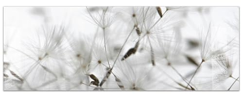 timalo Küchenbild aus Acrylglas modernes Wandbild Glasbild Deko Küche XXL Bild wie Glas | 140x50cm Pusteblume Löwenzahn, schwarz-weiß, filigrane Samen