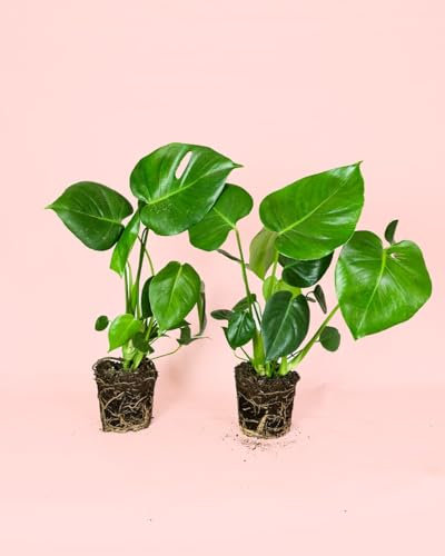 Monstera Deliciosa - 2 Uds | Plantas Naturales de Interior | Pur Plant