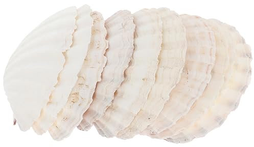 Amosfun Natürliche Jakobsmuscheln 10 Stück Winzige Muscheln Zum Basteln Malen Backen Und Für Hochzeitsdekorationen Am Strand Partys Mit Meeresmotto Und Heimdekoration