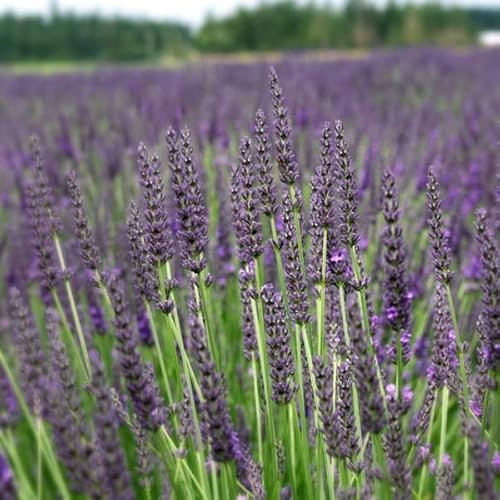 6x Provence Lavendel 'Grosso' - Lavandula ‘Grosso'' - Topf 9x9cm