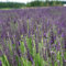 6x Provence Lavendel 'Grosso' - Lavandula ‘Grosso'' - Topf 9x9cm