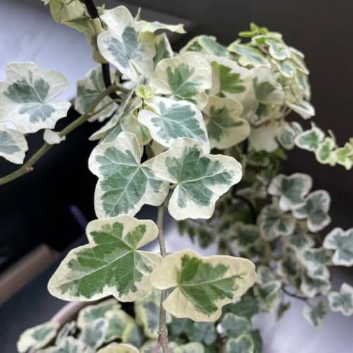 250 pcs efeu samen winterhart, wiesenblumen samen, blühende rankpflanzen winterhart efeu echte pflanze - Hedera helix - blumensamen als gastgeschenk, winterharte pflanzen balkon blumen,