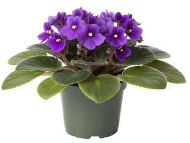 Saintpaulia DECOALIVE Planta Natural Violeta Africana Ideal para Interior y Espacios Luminosos